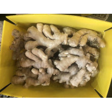 Organic New Crop Fresh Ginger Wholesale Prices